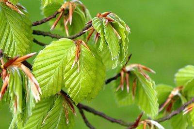 Ulmus minor - jilm habrolistý - jarní listy